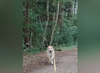 Freundlicher Lucky sucht sein Zuhause