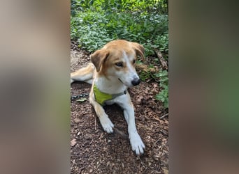 Freundlicher Lucky sucht sein Zuhause