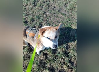 Freundlicher Lucky sucht sein Zuhause