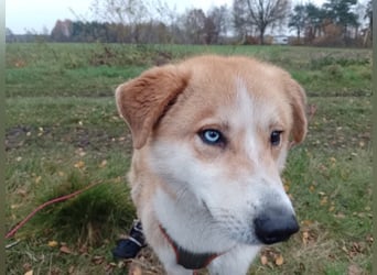 Freundlicher Lucky sucht sein Zuhause