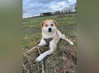 Freundlicher Lucky sucht sein Zuhause