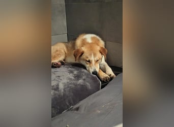 Freundlicher Lucky sucht sein Zuhause
