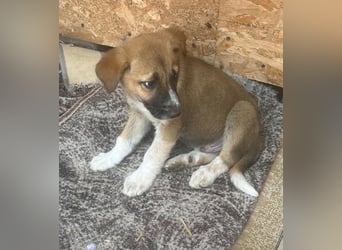 Cosmo, kleiner Hundemann auf der Suche nach dem Glück