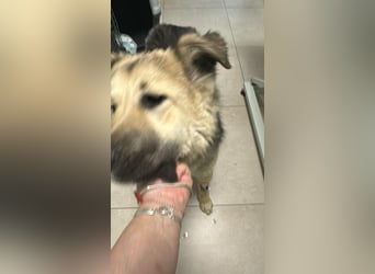 Marla, hübsche Junghündin sucht ihre Menschen