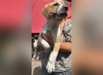 Cajou, Hundekind sucht Platz in seiner Familie