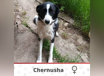 CHERNUSHA❤ EILIG!  sucht Zuhause oder Pflegestelle