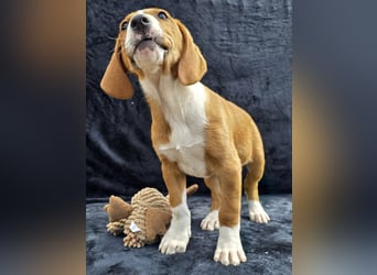 Vincent – Ein kleiner Charmeur mit großer Abenteuerlust sucht sein Zuhause