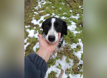 CHERNUSHA❤ EILIG!  sucht Zuhause oder Pflegestelle