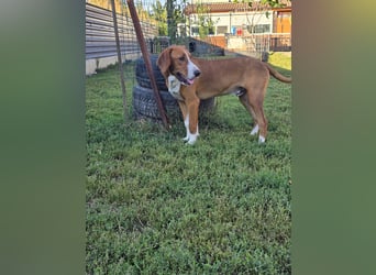 Vincent – Ein kleiner Charmeur mit großer Abenteuerlust sucht sein Zuhause