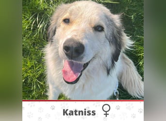 KATNISS ❤ EILIG!  sucht Zuhause oder Pflegestelle
