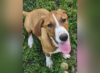 Vincent – Ein kleiner Charmeur mit großer Abenteuerlust sucht sein Zuhause