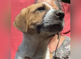 Cajou, Hundekind sucht Platz in seiner Familie