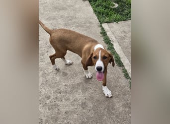 Vincent – Ein kleiner Charmeur mit großer Abenteuerlust sucht sein Zuhause