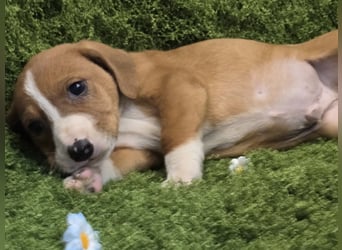 Vincent – Ein kleiner Charmeur mit großer Abenteuerlust sucht sein Zuhause