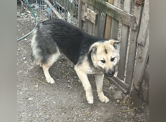 Marla, hübsche Junghündin sucht ihre Menschen