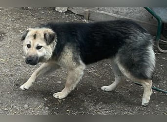 Marla, hübsche Junghündin sucht ihre Menschen