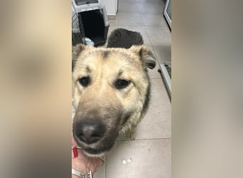 Marla, hübsche Junghündin sucht ihre Menschen