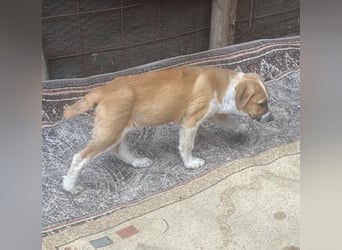 Cajou, Hundekind sucht Platz in seiner Familie