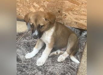 Cosmo, kleiner Hundemann auf der Suche nach dem Glück