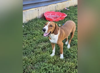 Vincent – Ein kleiner Charmeur mit großer Abenteuerlust sucht sein Zuhause