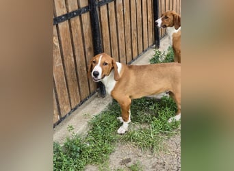 Vincent – Ein kleiner Charmeur mit großer Abenteuerlust sucht sein Zuhause