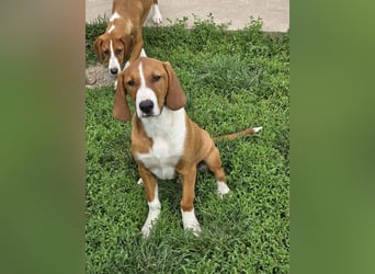 Vincent – Ein kleiner Charmeur mit großer Abenteuerlust sucht sein Zuhause