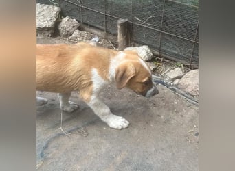 Cajou, Hundekind sucht Platz in seiner Familie