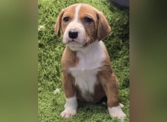 Vincent – Ein kleiner Charmeur mit großer Abenteuerlust sucht sein Zuhause