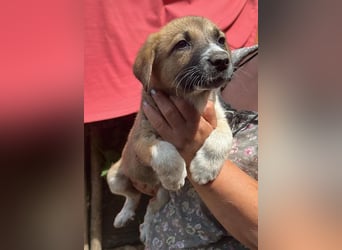 Cosmo, kleiner Hundemann auf der Suche nach dem Glück