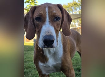 Vincent – Ein kleiner Charmeur mit großer Abenteuerlust sucht sein Zuhause