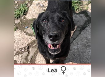 LEA ❤ SEHR EILIG! sucht Zuhause oder Pflegestelle