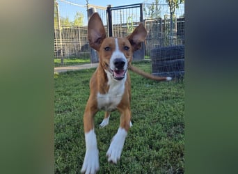 Vincent – Ein kleiner Charmeur mit großer Abenteuerlust sucht sein Zuhause