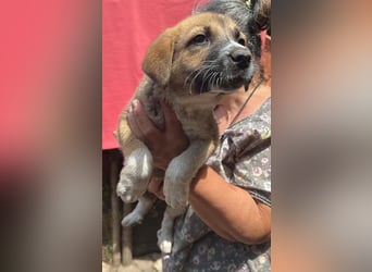Cosmo, kleiner Hundemann auf der Suche nach dem Glück