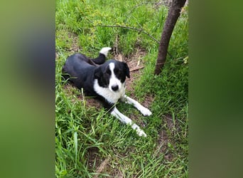 CHERNUSHA❤ EILIG!  sucht Zuhause oder Pflegestelle