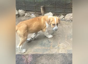 Cajou, Hundekind sucht Platz in seiner Familie