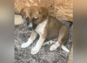Cosmo, kleiner Hundemann auf der Suche nach dem Glück