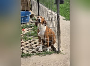 Vincent – Ein kleiner Charmeur mit großer Abenteuerlust sucht sein Zuhause