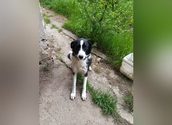CHERNUSHA❤ EILIG!  sucht Zuhause oder Pflegestelle