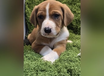 Vincent – Ein kleiner Charmeur mit großer Abenteuerlust sucht sein Zuhause