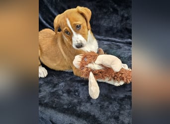 Vincent – Ein kleiner Charmeur mit großer Abenteuerlust sucht sein Zuhause