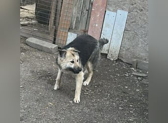 Marla, hübsche Junghündin sucht ihre Menschen