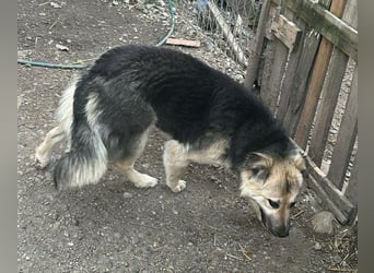 Marla, hübsche Junghündin sucht ihre Menschen