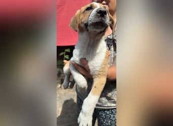 Cajou, Hundekind sucht Platz in seiner Familie