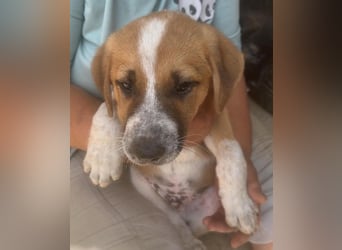 Cajou, Hundekind sucht Platz in seiner Familie