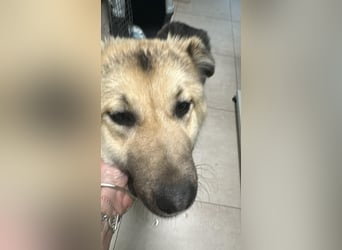 Marla, hübsche Junghündin sucht ihre Menschen