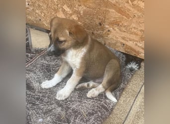 Cosmo, kleiner Hundemann auf der Suche nach dem Glück