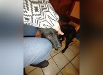 LEO ❤️  wartet in 51570 Windeck auf Dich