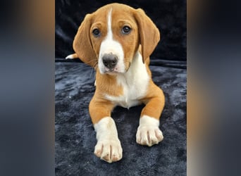 Vincent – Ein kleiner Charmeur mit großer Abenteuerlust sucht sein Zuhause