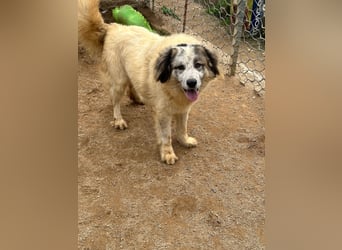 BOVALE - nett, verträglich & verspielt