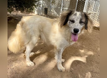 BOVALE - nett, verträglich & verspielt